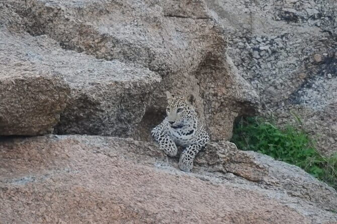 2 Days Safari Tour in Jawai and Jodphur - Who Should Consider This Tour?