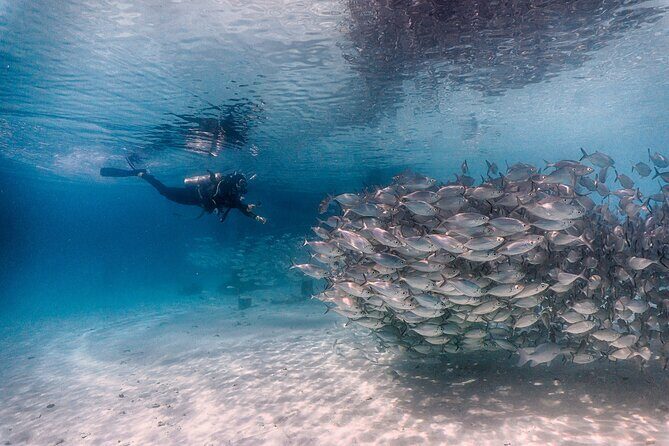 (2 Dives) Discover Scuba Diving Kota Kinabalu - Is It Worth the Price?