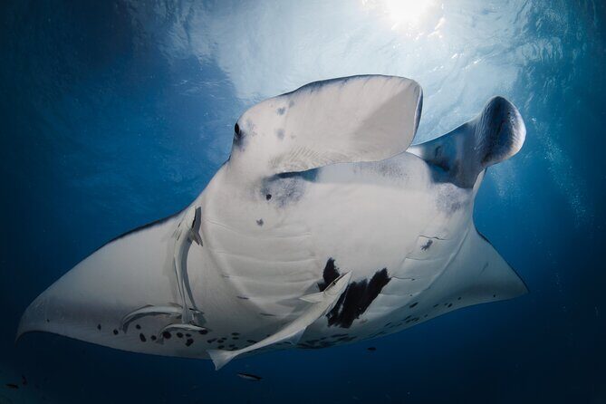 2 Dives in the morning for certified divers in Bora Bora - Detailed Itinerary and What to Expect