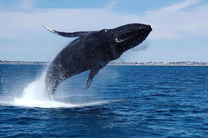 2 Hour Whale-Watching Cruise from Hillarys Boat Harbour - The Practicalities: Transport, Duration, and Cost