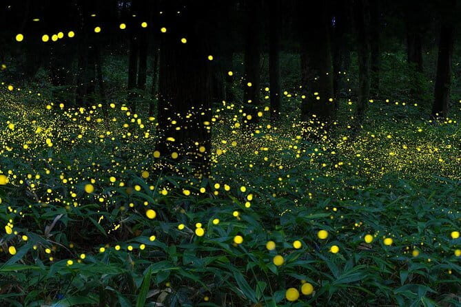 2D1N Cameron Highlands, Batu Caves, Ipoh, Kuala SelangorFireflies - Who Should Consider This Tour?