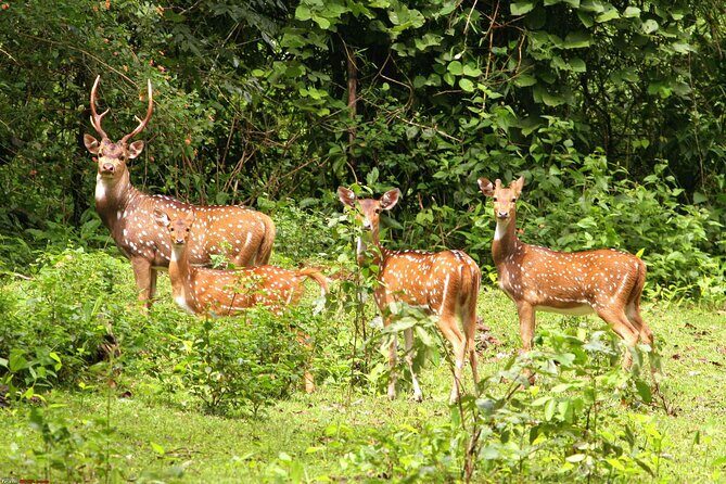 3 Day Chitwan National Park, Jungle Safari Package all Inclusive - Who Should Consider This Tour?