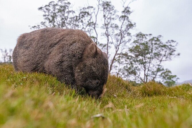 3-Day Cradle Mountain Photography Workshop - Authentic Experiences and Highlights