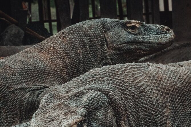 3-Day Komodo National Park Tour: Komodo Island and Rinca Island Trek - Analyzing the Cost and Value