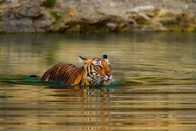 3-Day Private Ranthambhore Tiger Tour Including Delhi, Agra, Jaipur - Who Should Consider This Tour?