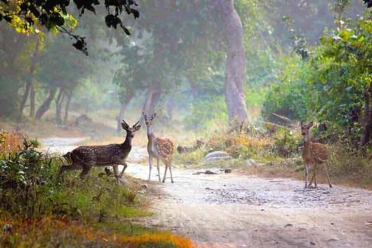 3-Day White mausoleum Sunrise & Ranthambore Tiger Safari. - Practical Details & What They Mean for You