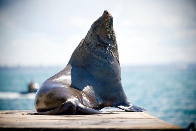3-Hour Dolphin and Seal Sightseeing Cruise, operated with swim tour passengers - Final Thoughts: Who Is This Tour For?