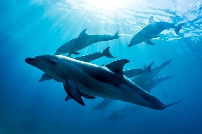 3 hour Dolphin and Seal Swim (NOV-APR) - Key Points
