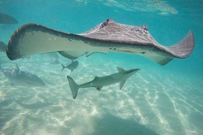 3-hour Lagoon Snorkeling Tour - Private Tour - The Value of the Tour