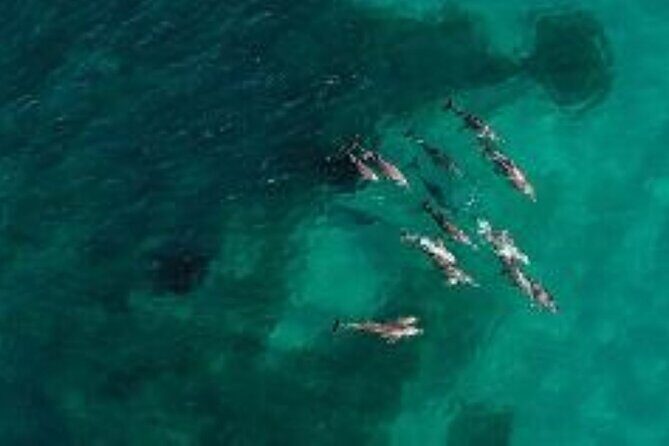 3 Island Wildlife Snorkel - The Experience from the Traveler’s Perspective