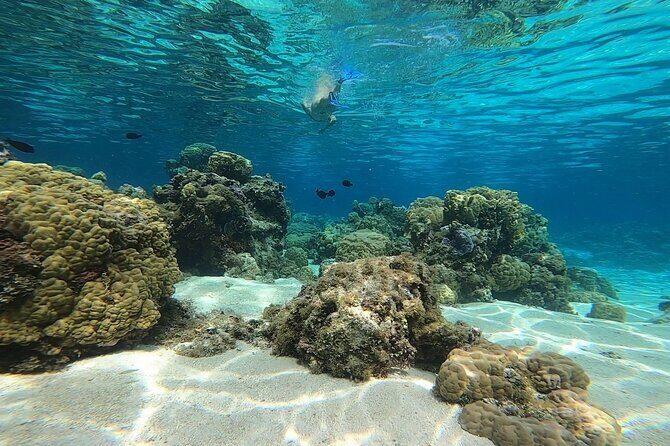 3h dolphin and snorkeling tour in a wild lagoon with Mobydick - An In-Depth Look at the Tour Experience
