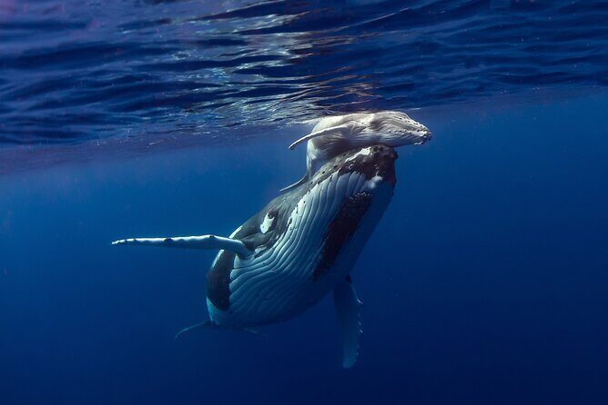 4 Hour Private Humpback Whales Encounter in Moorea - What the Tour Entails