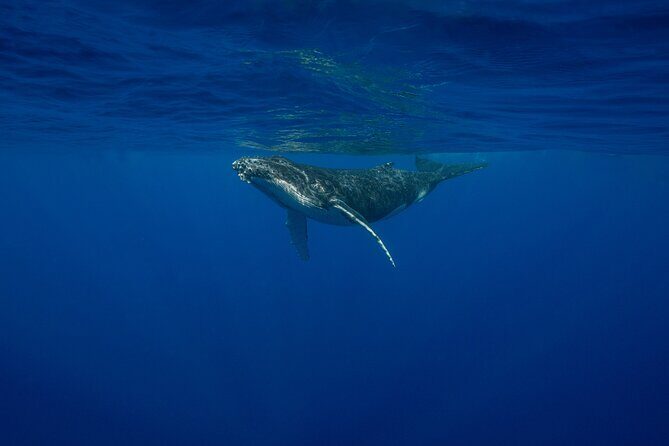 4 Hours of Humpback Whale Watching in Tahiti - Listening to Whale Songs
