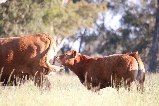 45 Minutes Private Tour at Warrawindi Farms - Practical Tips for Visiting Warrawindi Farms