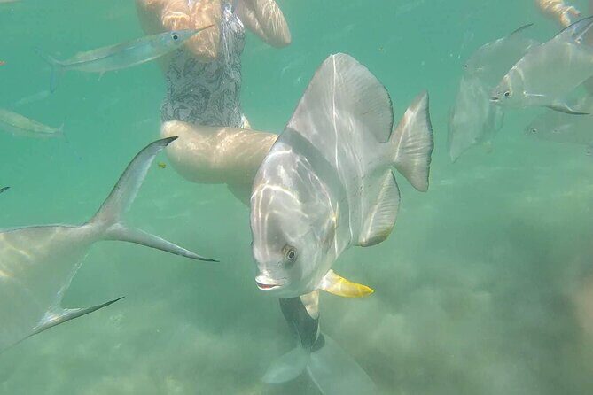 4H Snorkeling and Fishing Cruise on Magnetic Island - The Sum Up