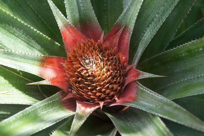 4x4 Tour Culture, Crafts and Agritourism in Raiatea - Stop 2: The UNESCO Taputapuatea Marae