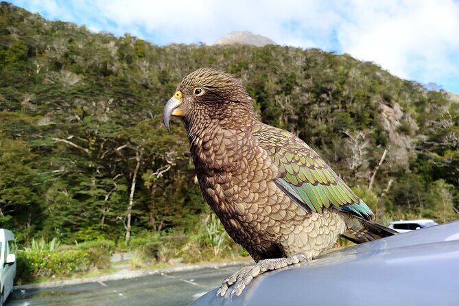 5 Day South Island Tour from Queenstown including Stewart Island - Frequently Asked Questions