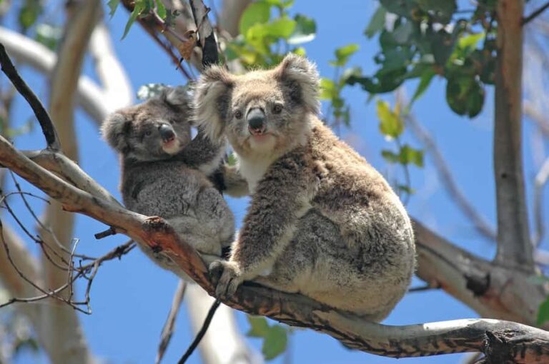 5 Days 4 Nights: Melbourne Package tour - Why This Tour Offers Good Value