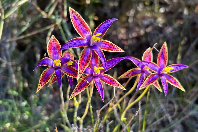5 Days Walking with Wildflowers - Fitzgerald Biosphere - What’s Included and What’s Not