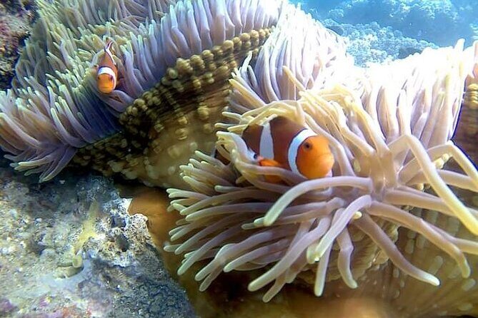 5 Hours Bali Blue Lagoon Snorkeling Tour Including Tanjung Jepun - Why This Tour Offers Good Value