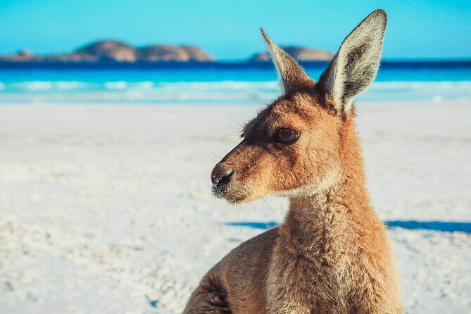 6 Day Esperance & Margaret River Adventure Tour - Practical Considerations and Value