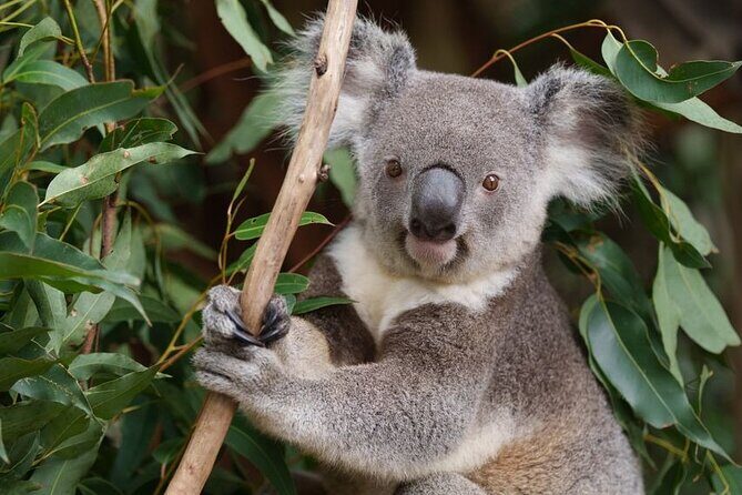 6 Hours Brisbane Private Tour Popular Sights in One Day - Final Thoughts