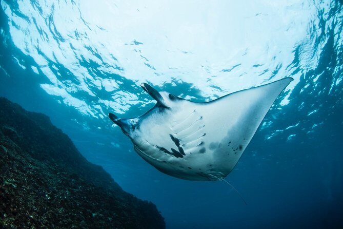 7 Fun Dives in Nusa Lembongan (for certified divers) - Premium Value Package - Authentic Marine Encounters and the Guides Expertise