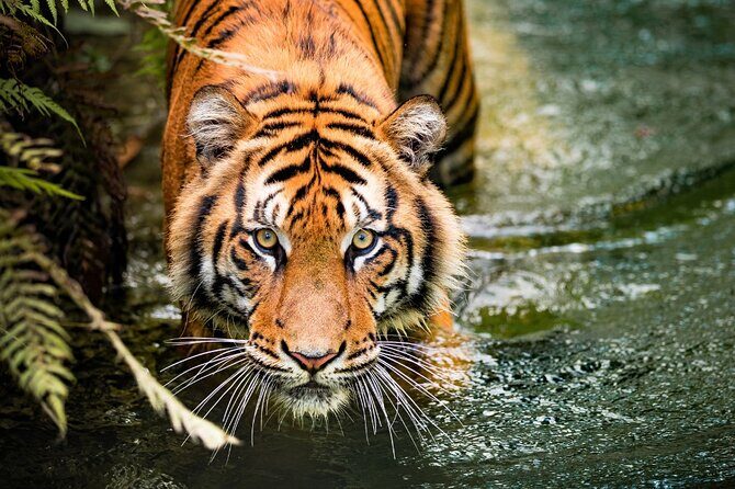 8 Day Golden Triangle Tour with Ranthambore Tigers Tour - Practical Information and FAQ