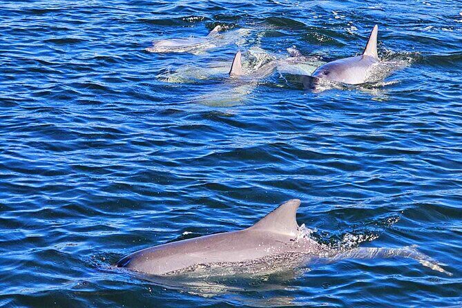 90 Minute Port River Dolphin & Ships Graveyard Cruise - Itinerary Breakdown: What You Can Expect