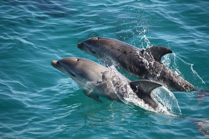 90 minute wildlife and scenic cruise - Price and Value