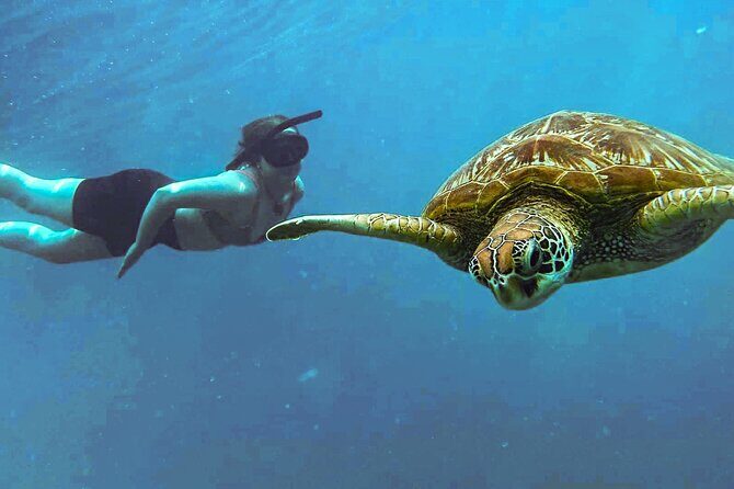 A Cook Islands Turtle Tour - small groups, premium experience - From reviews to real experiences