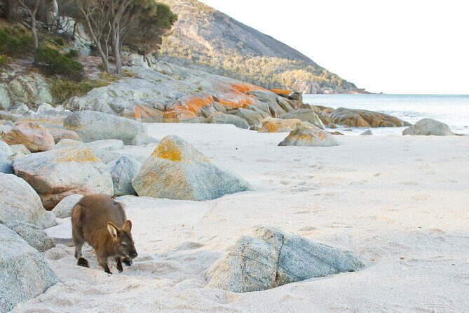 A Day At Wineglass Bay - Scenic Stop: The Wineglass Bay Lookout