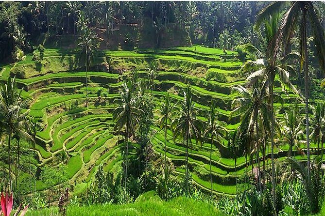 A Day Trip to Tukad Cepung & Rice Terrace - Itinerary Breakdown