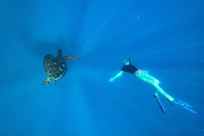 A Private TURTLE Tour on Rarotonga with Photography and Transfers - Why Travelers Love It