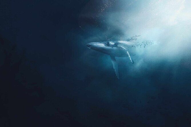 AAA NOOSA Whale watching experience in Noosa Whalesongsnoosa - The Experience: What You Can Expect