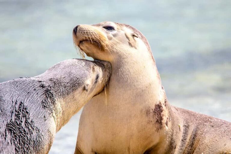 Abrolhos Islands 5 Day Cruise & Fly from Geraldton - What’s Included & Practical Considerations