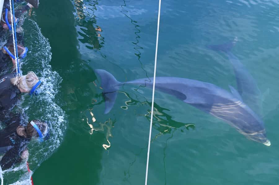 Adelaide: 4-Hour Swimming with Dolphins Experience - What Makes This Tour Stand Out?
