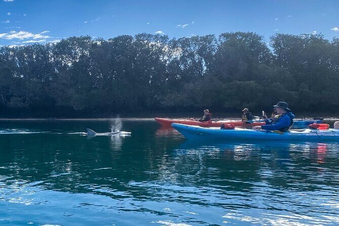 Adelaide Dolphin Sanctuary and Ships Graveyard Kayak Tour - What’s Included and What to Bring