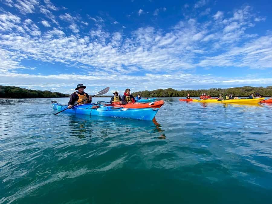 Adelaide: Dolphin Sanctuary Mangroves Kayak Tour - Who Will Love This Tour?
