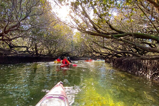 Adelaide Dolphin Sanctuary Mangroves Kayaking Tour - Who Will Love This Tour?