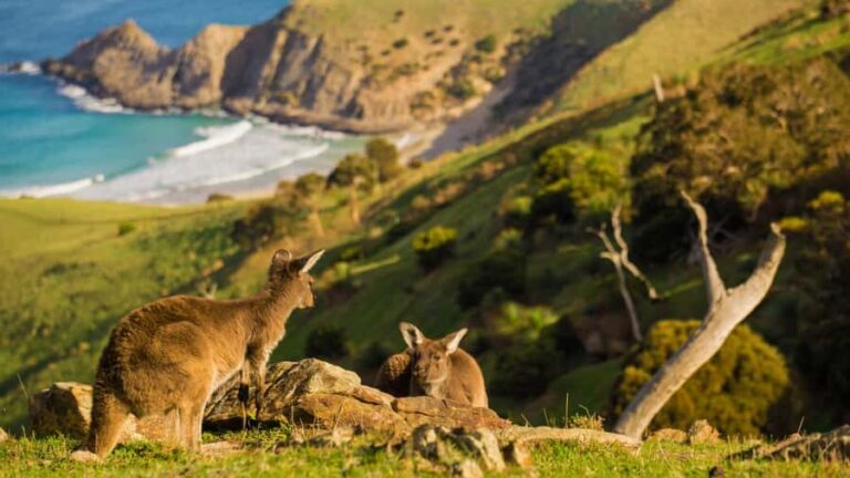 Adelaide: Fleurieu Gourmet 4-Day Walking Tour - Exploring the Itinerary in Detail