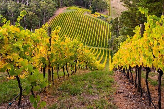 Adelaide Hills Divine Wine Tour - Who This Tour Is Perfect For