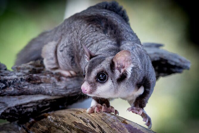 Adelaide Hills Wine & Wildlife Private Tour, inc Hahndorf & lunch - Beerenberg Farm: A Delicious Start