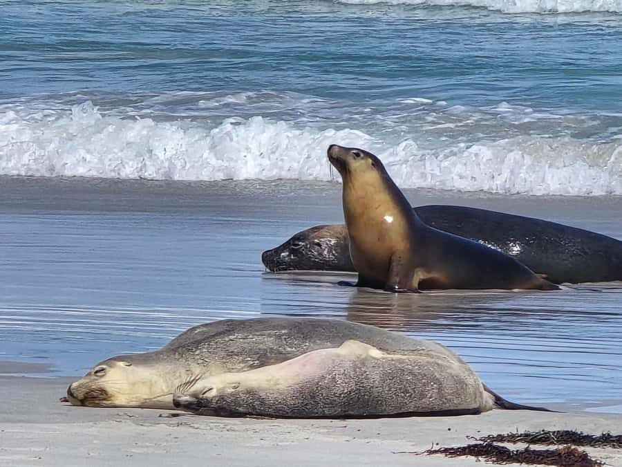 Adelaide: Kangaroo Island 2-Day Epic Wildlife Adventure - Day 2: Iconic Landmarks and Wildlife in Action