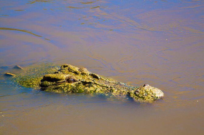 Adelaide River Jumping Croc Cruise - Authentic Feedback from Travelers