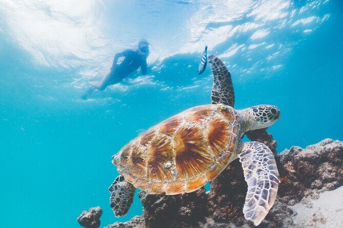 Adventure Moreton Island Scuba Dive Tour - Authentic Experiences and Customer Insights