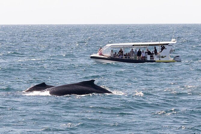 Adventure Whale Watching Tour Mooloolaba - What Makes This Tour Stand Out?