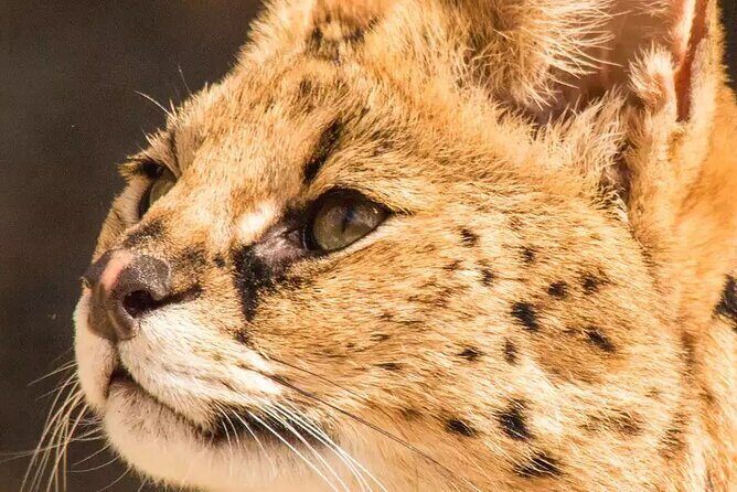 African Cat Experience at Werribee Open Range Zoo - excl. entry - The Itinerary Breakdown