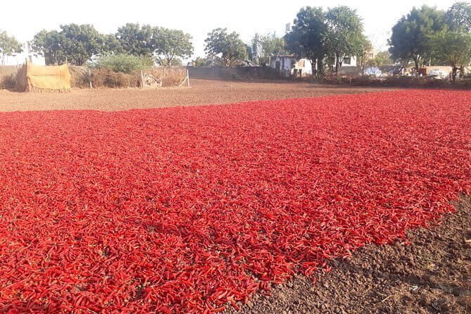 Agra To Bharatpur Same Day Tour with Fatehpur Sikri - What Travelers Are Saying