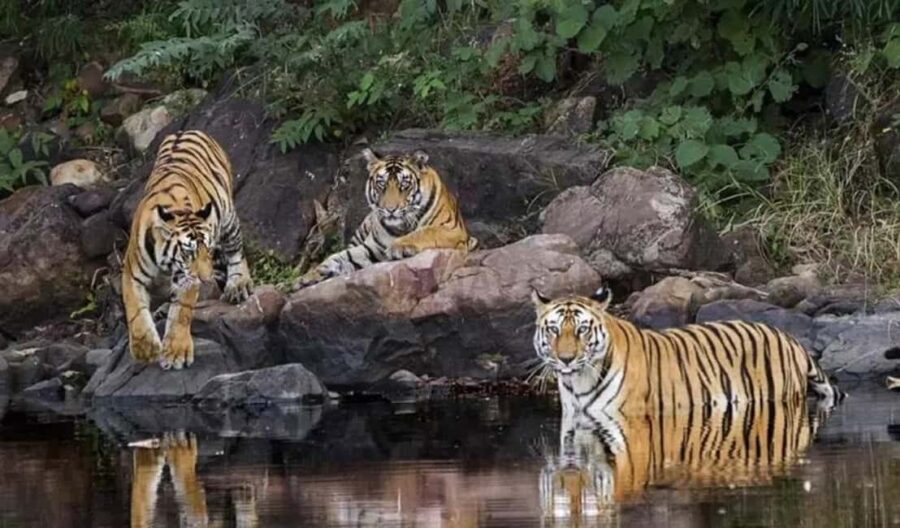 Agra to Khajuraho & Panna: Explore Temples & Wildlife - Who Should Consider This Tour?